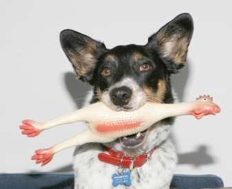 wesminster-and-his-rubber-chicken